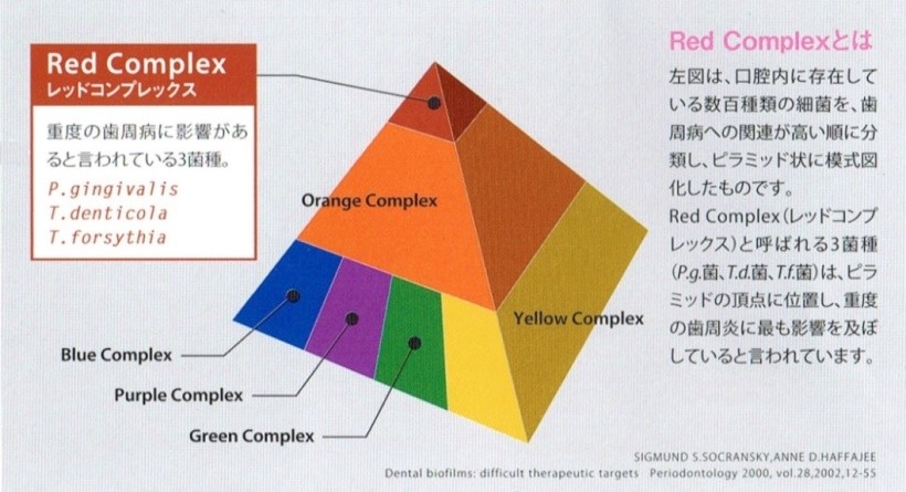 P.g.菌 ＞T.d.菌＞T.f.菌