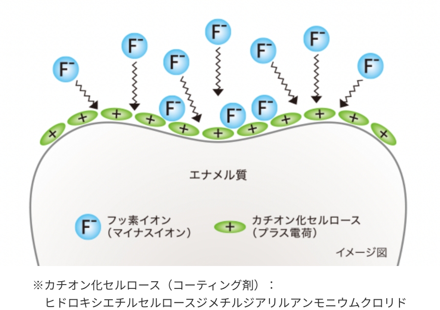 フッ素の滞留イメージイラスト