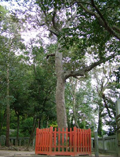 香椎宮裏手にある棺掛椎の木